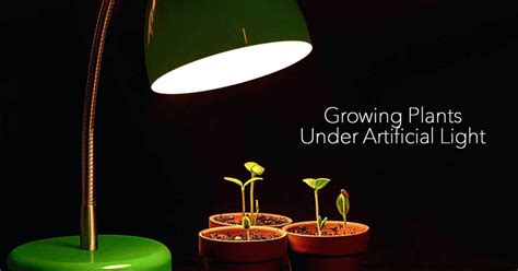 Growing Plants Indoors With Artificial Light Available Ideas