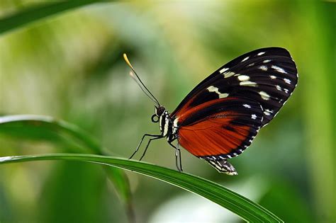 Red And Black Longwing Butterfly Butterfly Motley Sitting On The