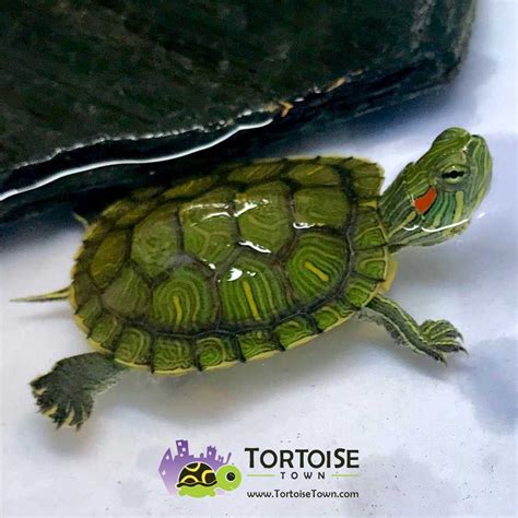 Pin On Slider Turtles For Sale
