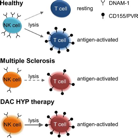 Impaired Nk Mediated Regulation Of T Cell Activity In Multiple