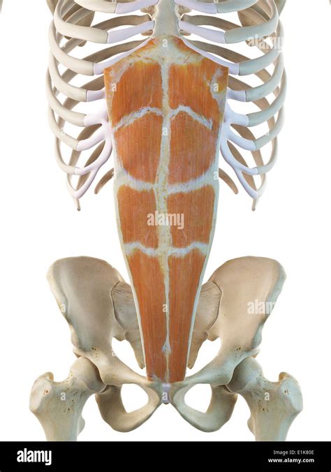 Human Rectus Abdominis Muscles Computer Artwork Stock Photo Alamy