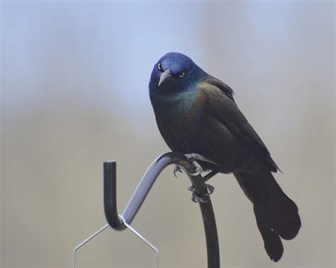 What Are The Most Common Backyard Birds In New Jersey Learn Bird Watching