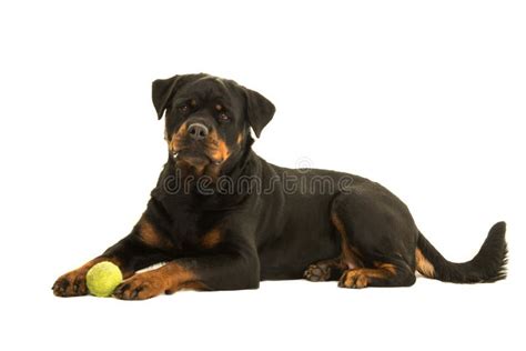 Rottweiler Dog Lying Down Stock Photo Image Of Down 62007300