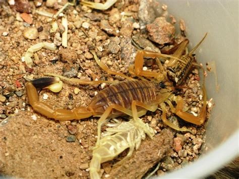 25 Cool Scorpion Facts Most People May Not Be Aware Of