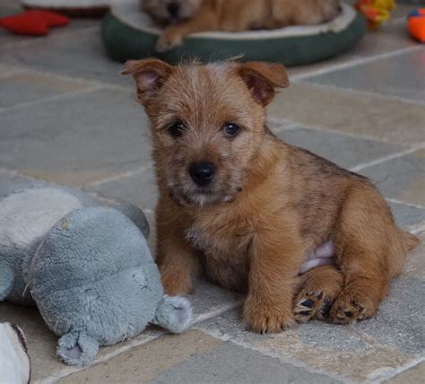 Norwich terrier puppies for sale uk. Dog Toys for Norwich Terrier | Norwich terrier puppy ...
