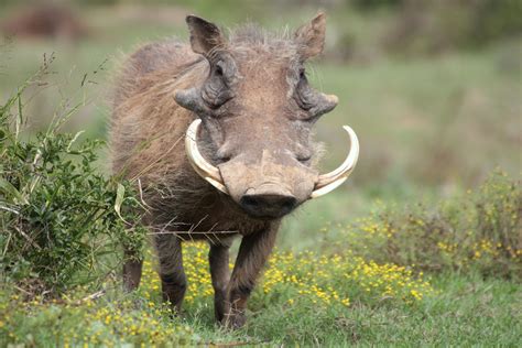 Do Warthogs Really Have Warts Wonderopolis