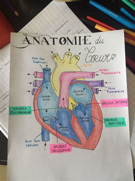 Anatomie Du C Ur Medical School Essentials Biology Lessons Medical