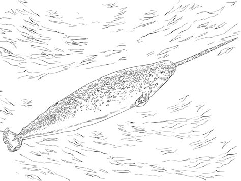 Number of pages 5 number of files you will receive 1 high quality pdf file containing 5 pages. Narwhal Coloring Pages - Best Coloring Pages For Kids