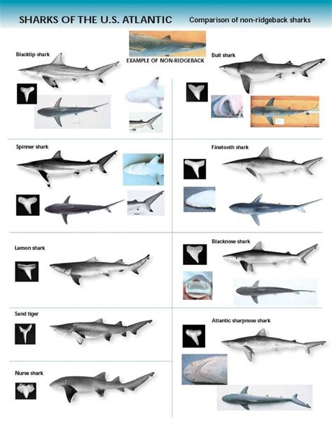 In fact, odon is a root word that means tooth. shark indenifaion | Shark Identification Chart - U.S ...