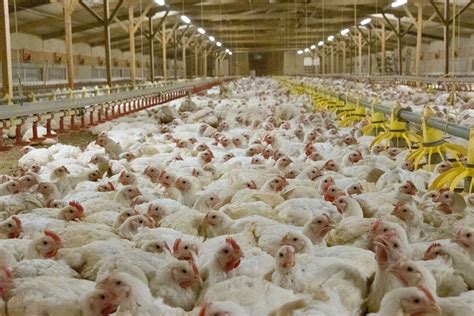 Morrisons Supplier Cranswick Under Spotlight Again After Open Cages