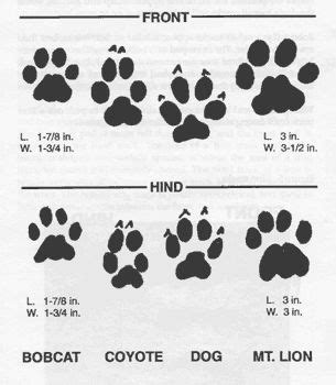 However, it is possible to see claw marks in cat tracks, but this is usually when the animal is running or pouncing. Mountain Lion? | Animal tracks, Mountain lion, Coyote tracks
