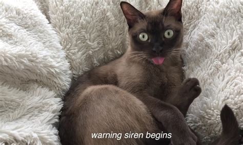 Cat Reacting To Tornado Siren Videos Viralcats At Viralcats