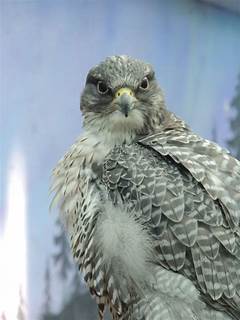 The Wildlife Warriors Meet The Team Rescuing Boise S Urban Wildlife With Spca Boise