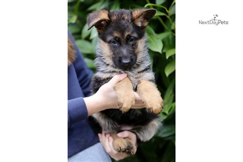 See more of german shepherd puppies on facebook. Red Collar: German Shepherd puppy for sale near Seattle ...