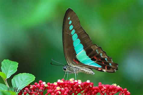 Butterflies Of Singapore Life History Of The Common Bluebottle