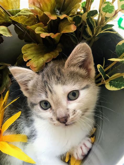 If you want to adopt a kitten for free, the secret is knowing where to look. Pets for Adoption at King's Pride Kitten Rescue, in East ...