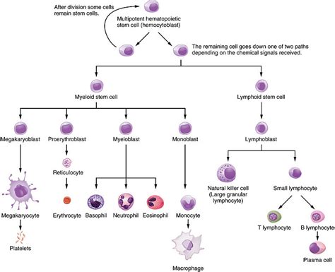 Difference Between Myeloid And Lymphoid Cells Myeloid Vs Lymphoid Cells