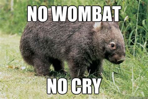 Like A Wombat Memes Quickmeme