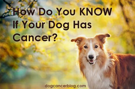 How Do You Know If Your Dog Has Cancer For Sure Read The Chapter On