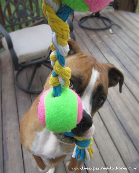 7 Cool Dog Toys To Make Yourself