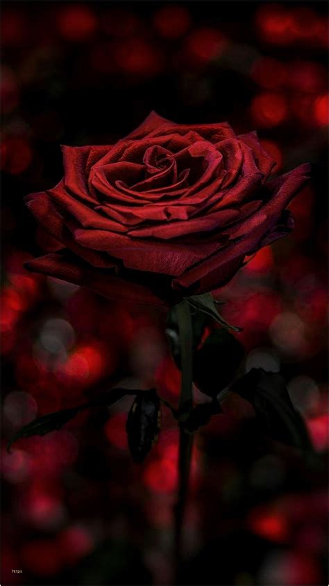 Gothic Rose Wallpapers Wallpaper Cave