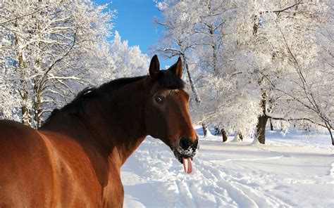 Winter Snow Nature Landscape Horse Funny Humor