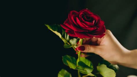 Premium Photo Crop Person With Red Rose From Above Crop Hand Of