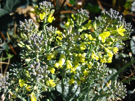 Broccoli Going To Seed Charlwood Farm Flickr Photo