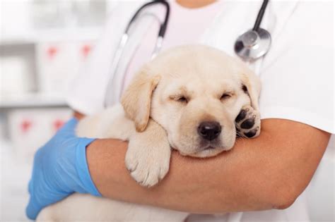 Important Puppy Vaccination Schedule Woburn Vets