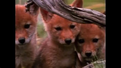 Baby Einstein Stock Footage Coyote Pups 1 Youtube