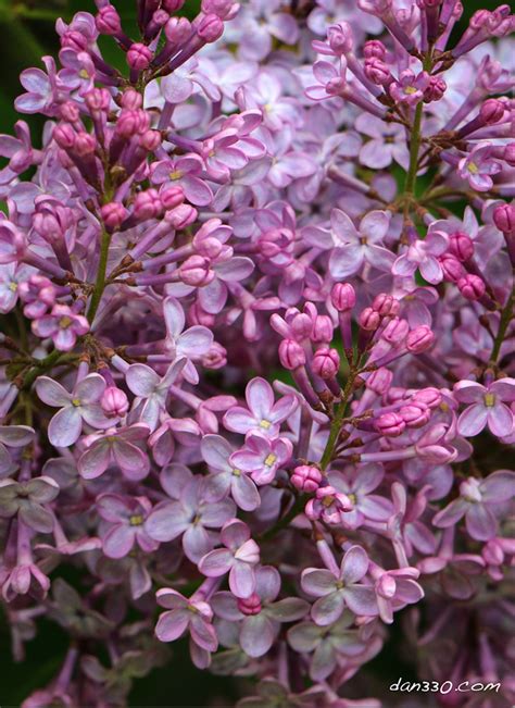 Lilacs A Beautiful And Fragrant Spring Blossom You Can Grow These