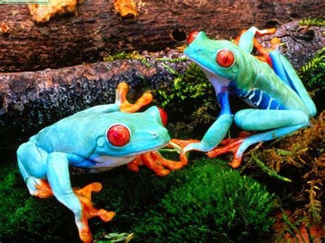 79 Les Reptiles Reptiles And Amphibians Frog Wallpaper Animal