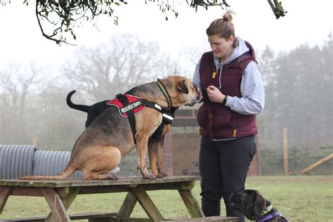 Dog Training St Giles Animal Centre Training Programs