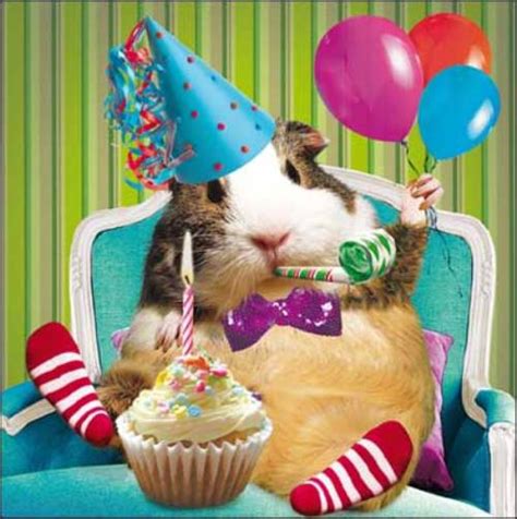 Guinea Pig Birthday Greeting Card Scream Animal Humour Photo Cards Ebay