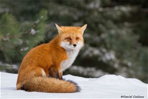 Relaxing Red Fox By Danielcadieux Kevin Seawrights Wordpress Blog