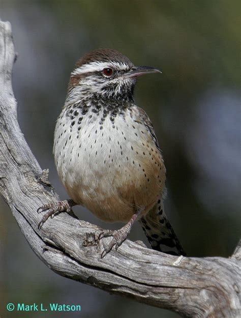 ↑campylorhynchus, ↑genus campylorhynchus, ↑heleodytes, ↑genus heleodytes * * * … Cactus Wren - eBirdr