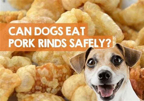 In moderation, and assuming it is cooked properly, it is perfectly safe to. Can Dogs Eat Pork Rinds? Pork Skins, Crackling, & Scratchings Safe? in 2020 | Can dogs eat pork ...