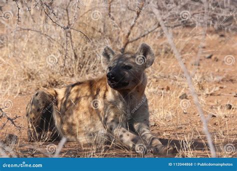 Hyena Wildlife Mammal Lycaon Pictus Picture Image 112044868