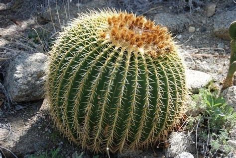 30 Indigenous Desert Plants That Can Grow In Harsh Climate Conserve