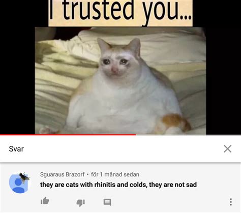 Meme Complation Of Sad Cats Some People Just Dont Get It Woooosh