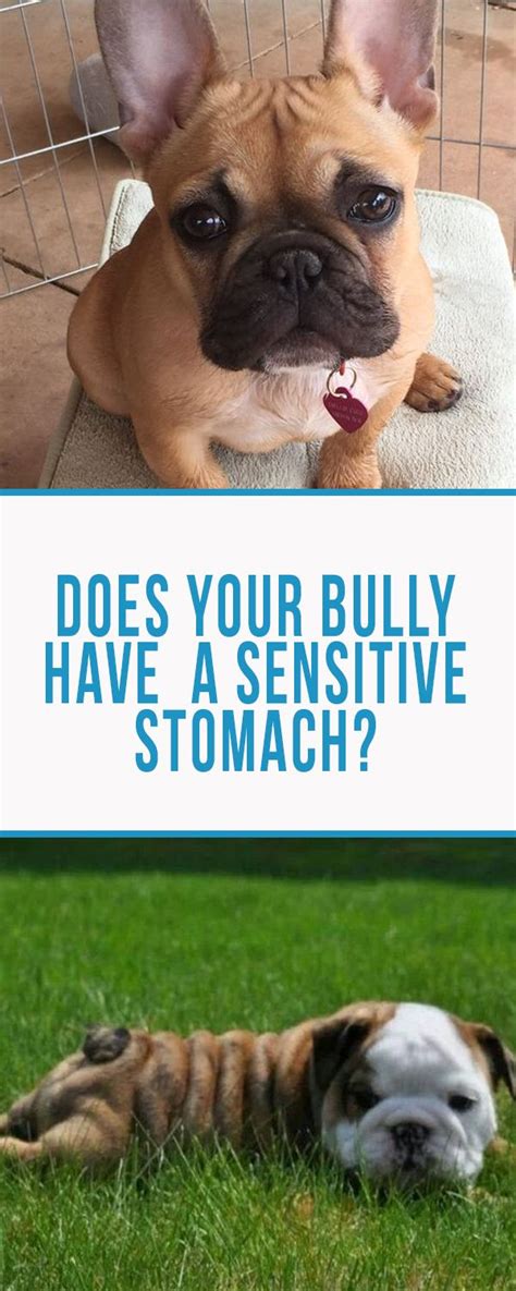 The dog food advisor's 11 best brands for dogs suffering from sensitive stomach. 5 Useful Tips and the Best Dog Food for a Sensitive ...