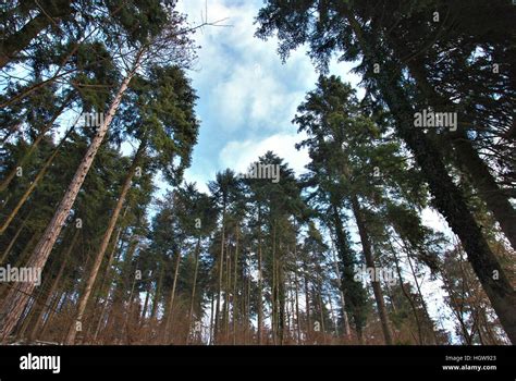 Large Pines Tree Stock Photo Alamy