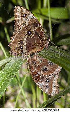 Chester, a caterpillar that will grow up to be an owl butterfly (caligo atreus), is snacking on a mature leaf. Buckeye owl caterpillar clipart 20 free Cliparts ...