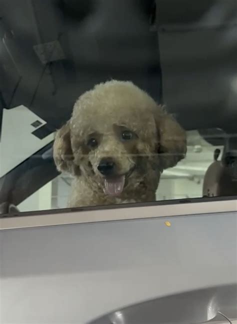 Poodle In Diapers Allegedly Left In Car For About 1 Hour At Oxley Tower Car Park Mothershipsg