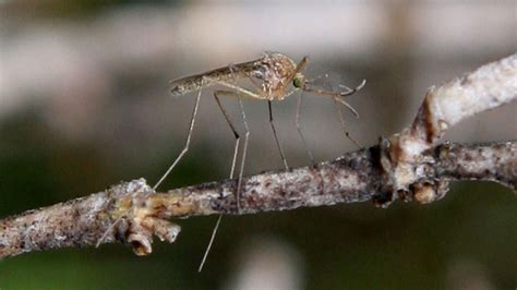 Natural Mosquito Repellant Discovered In Argentina