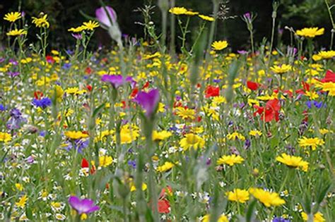 100 Bee And Butterfly Native British Wildflower Seed Mixture