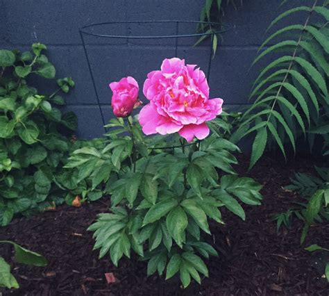Heres How To Select Plant And Care For Peonies Chatelaine