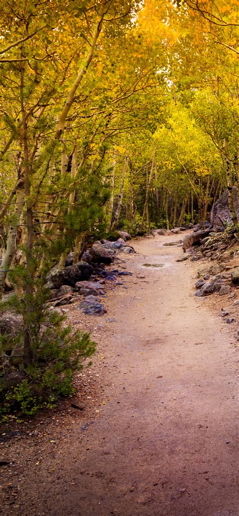 Aspen Trees Wallpaper 4k Pathway Forest Rocks Trails Beautiful 5k