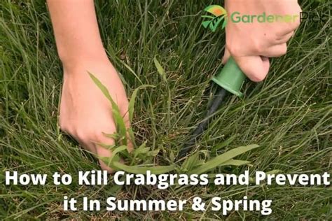 How To Kill Crabgrass And Prevent It In Summer And Spring 16 Main Steps