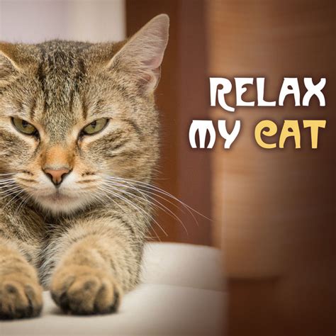 Relax My Cat Soothing Music For Cats And Pets At Home Alone Pet